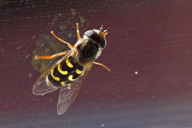 L''invasione dei sirfidi!